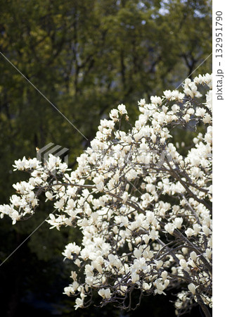 ハクモクレンの白い花が咲いています。学名はMagnolia denudataです。 132951790