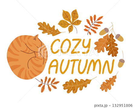 Sleeping orange cat with autumn leaves acorns and cozy autumn lettering on white background seasonal fall illustration 132951806