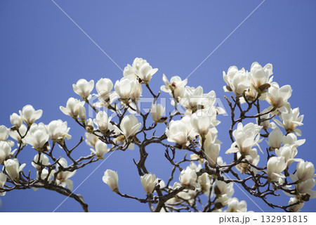 青空の下にハクモクレンの白い花が咲いています。学名はMagnolia denudataです。 132951815
