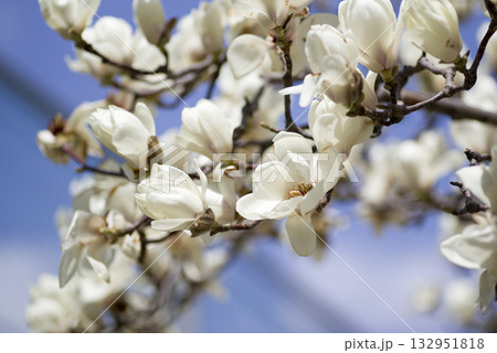 青空の下にハクモクレンの白い花が咲いています。学名はMagnolia denudataです。 132951818