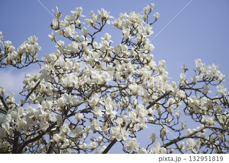 青空の下にハクモクレンの白い花が咲いています。学名はMagnolia denudataです。 青空の下にハクモクレンの白い花が咲いています。学名はMagnolia denudataです。 132951819