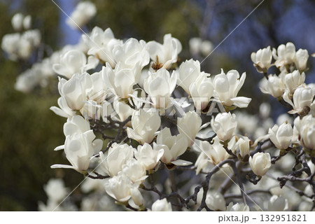 青空の下にハクモクレンの白い花が咲いています。学名はMagnolia denudataです。 132951821
