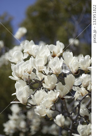 青空の下にハクモクレンの白い花が咲いています。学名はMagnolia denudataです。 青空の下にハクモクレンの白い花が咲いています。学名はMagnolia denudataです。 132951822