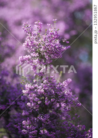 ジャノメエリカの花がピンク色の花を咲かせています。学名はErica canaliculataです 132951867