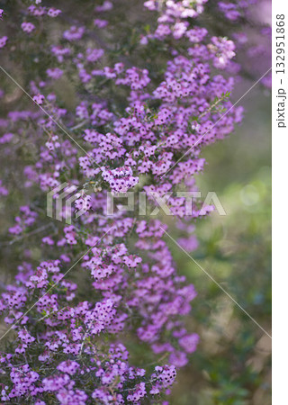ジャノメエリカの花がピンク色の花を咲かせています。学名はErica canaliculataです 132951868