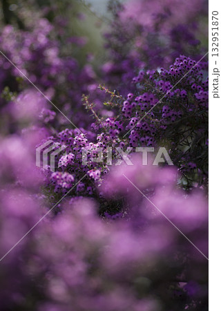 ジャノメエリカの花がピンク色の花を咲かせています。学名はErica canaliculataです 132951870