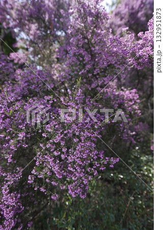 ジャノメエリカの花がピンク色の花を咲かせています。学名はErica canaliculataです 132951873