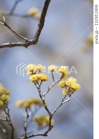 サンシュユ(山茱萸)が黄色い花を咲かせています。学名:Cornus officinalis Sieb サンシュユ(山茱萸)が黄色い花を咲かせています。学名:Cornus officinalis Sieb 132951909