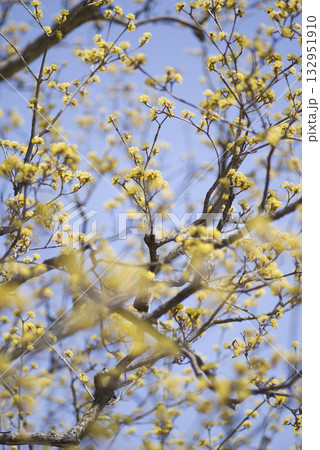サンシュユ（山茱萸）が黄色い花を咲かせています。学名:Cornus officinalis Sieb 132951910