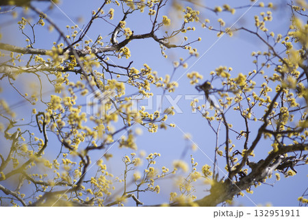 サンシュユ(山茱萸)が黄色い花を咲かせています。学名:Cornus officinalis Sieb サンシュユ(山茱萸)が黄色い花を咲かせています。学名:Cornus officinalis Sieb 132951911