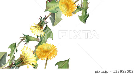 Horizontal frame with watercolor dandelion flowers, buds and green leaves, hand-painted. A botanical template with yellow wildflowers and an empty place to insert. For business cards, postcards 132952002