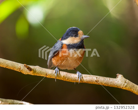 枝にとまるヤマガラ 132952328