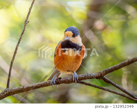 枝にとまるヤマガラ 132952349