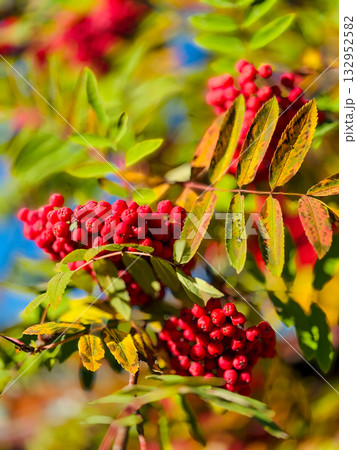Bright red berries on a leafy branch with autumn colors in a sunny garden scene Bright red berries on a leafy branch with autumn colors in a sunny garden scene 132952582