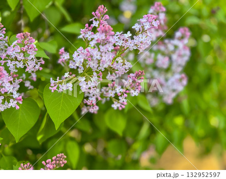Soft pink lilac flowers with bright green leaves in a garden setting 132952597