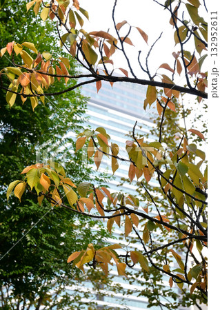 紅葉した街路樹 紅葉した街路樹 132952611