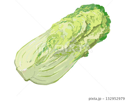 白菜のイラスト 白菜のイラスト 132952979