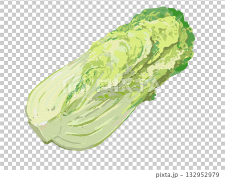 白菜のイラスト 白菜のイラスト 132952979