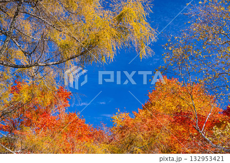 秋空と紅葉 いずみ湖 秋空と紅葉 いずみ湖 132953421