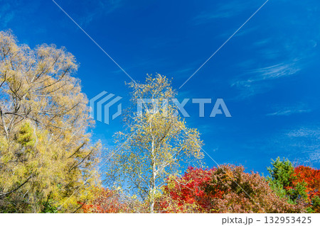 秋空と紅葉 いずみ湖 秋空と紅葉 いずみ湖 132953425