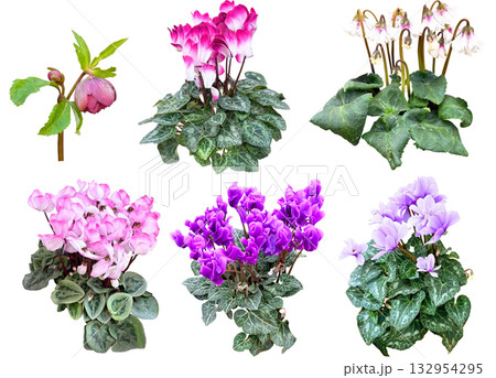 切り抜き素材セットー冬の植物3 132954295