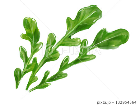 みずみずしくて美味しそうなルッコラの手描き水彩イラスト 132954364
