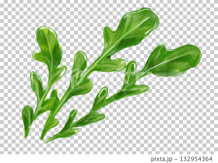 手繪水彩插圖,描繪了新鮮美味的芝麻菜 手繪水彩插圖,描繪了新鮮美味的芝麻菜 132954364