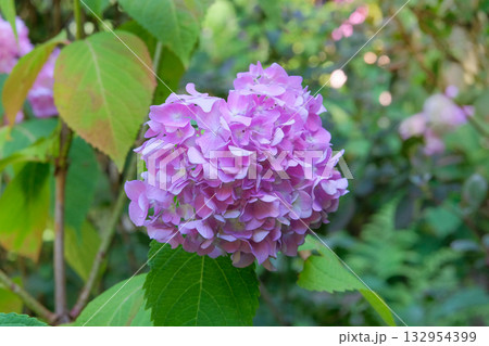 Flowers is grown as garden plants. Hydrangea is growing in cottage garden. Pink Hydrangea grows in park. Flowers is grown as garden plants. Hydrangea is growing in cottage garden. Pink Hydrangea grows in park. 132954399