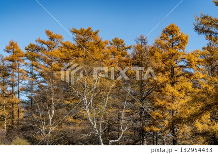紅葉したカラマツの並木 紅葉したカラマツの並木 132954433