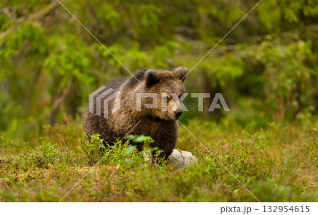 Young brown bear walking through dense green vegetation in a boreal forest Young brown bear walking through dense green vegetation in a boreal forest 132954615