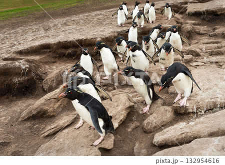 Southern Rockhopper penguins hopping on rocks in Falkland Islands 132954616