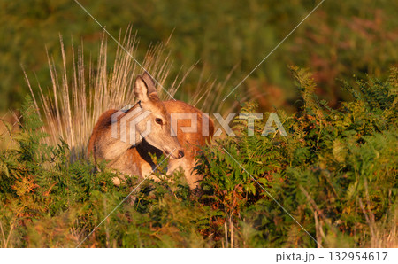 Red deer hind standing in autumn meadow Red deer hind standing in autumn meadow 132954617