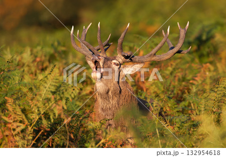 Portrait of a red deer stag roaring in dense fern during rutting season 132954618