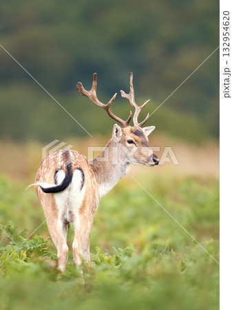 Young fallow deer stag standing among green ferns in autumn meadow 132954620