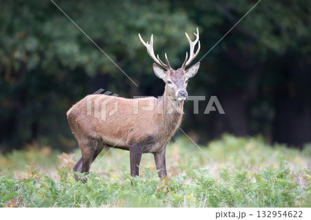 Young red deer stag standing alert among green ferns in a forest 132954622