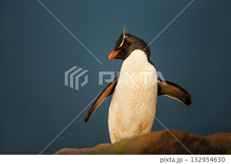 Portrait of a Southern rockhopper penguin standing on a rock in Falkland Islands Portrait of a Southern rockhopper penguin standing on a rock in Falkland Islands 132954630