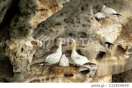 Northern Gannet pair bonding with chick on cliff nest in Shetland Islands Northern Gannet pair bonding with chick on cliff nest in Shetland Islands 132954649