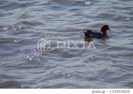 Ducks swimming in the sea. Ducks on the calm water. Animals concept.  132954920