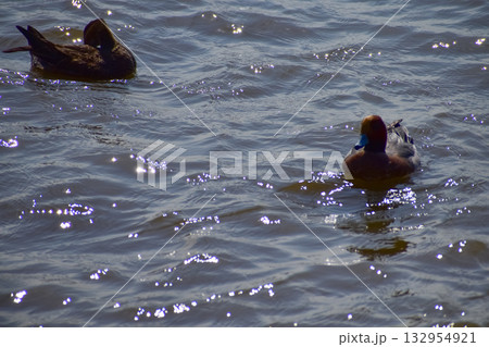 Ducks swimming in the sea. Ducks on the calm water. Animals concept. Ducks swimming in the sea. Ducks on the calm water. Animals concept. 132954921