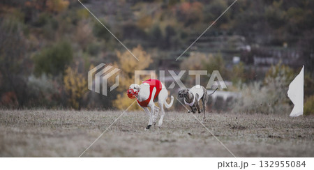 Two greyhounds chasing lure in autumn field during coursing competition 132955084