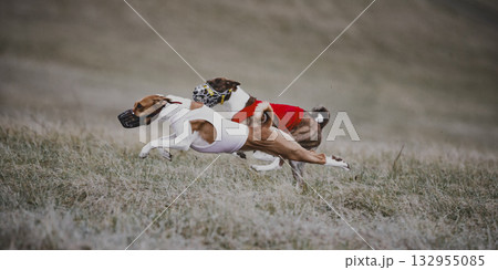 Two lure coursing dogs running side by side on grass field 132955085