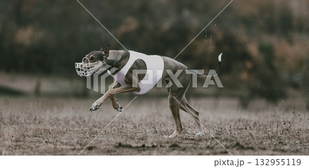 Greyhound in white lure coursing vest running full stride outdoors Greyhound in white lure coursing vest running full stride outdoors 132955119