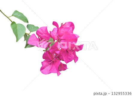 Pink Bougainvillea flower cut out with clipping path Pink Bougainvillea flower cut out with clipping path 132955336