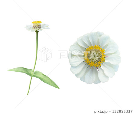 White Zinnia flower isolated with clipping path on white background 132955337