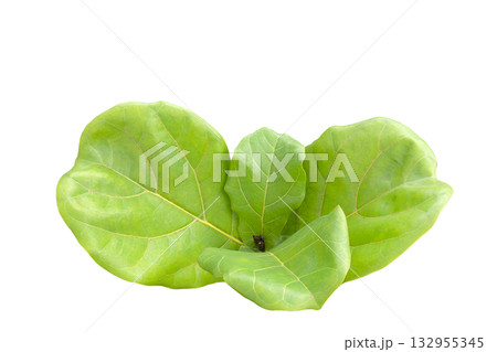 Fiddle Leaf Fig tree isolated with clipping path 132955345
