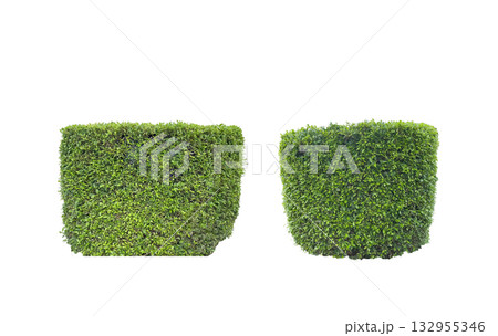 Cut out green bush on white background with clipping path Cut out green bush on white background with clipping path 132955346