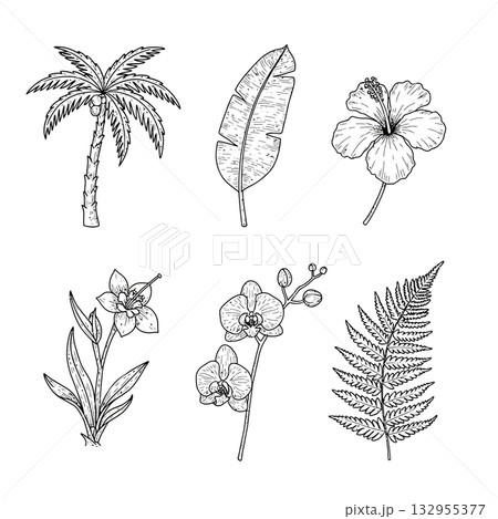 botanical botanical 132955377