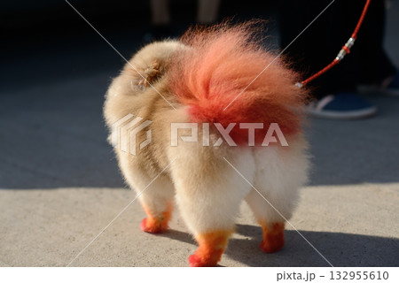 Colorful Pomeranian with Dyed Tail on Pavement Colorful Pomeranian with Dyed Tail on Pavement 132955610