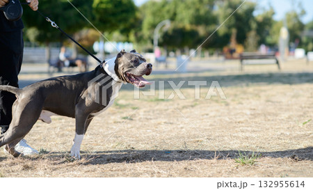 Gray and White Pit Bull on Leash in Sunlit Park 132955614