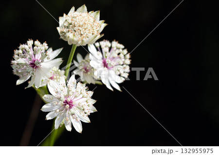White Astrantia Major blossoms stand out against a deep black backdrop 132955975